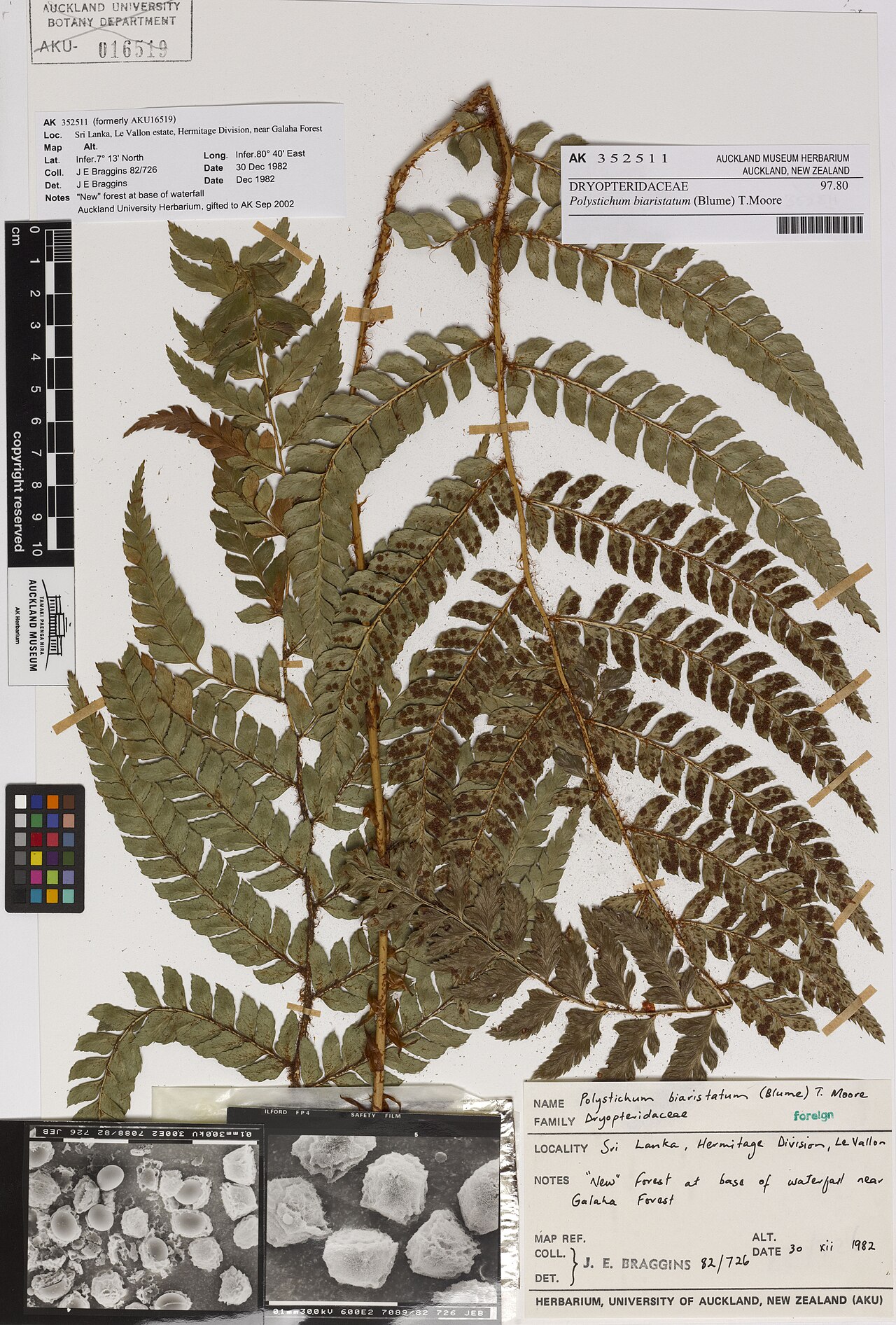 Polystichum biaristatum