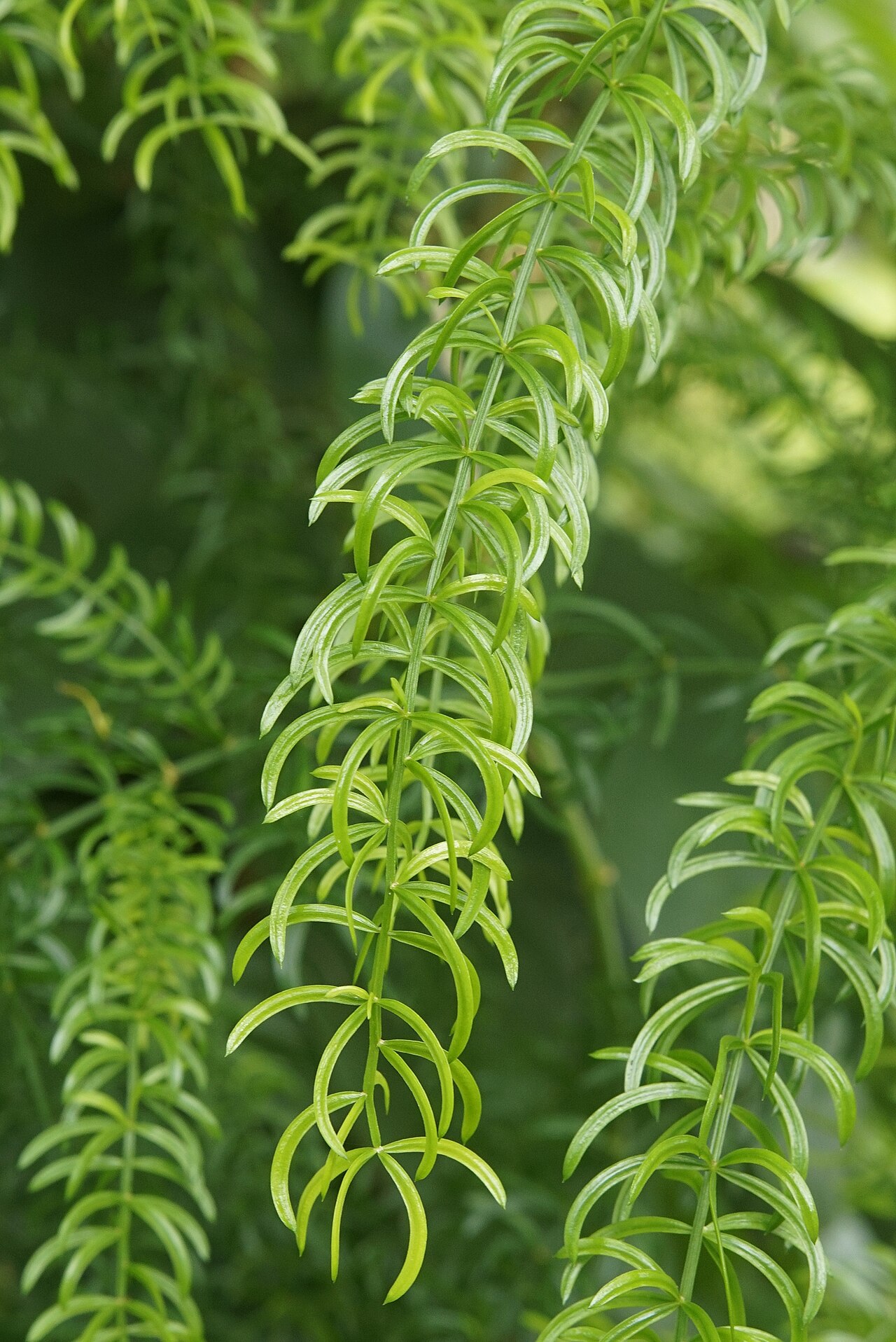 Asparagus racemosus