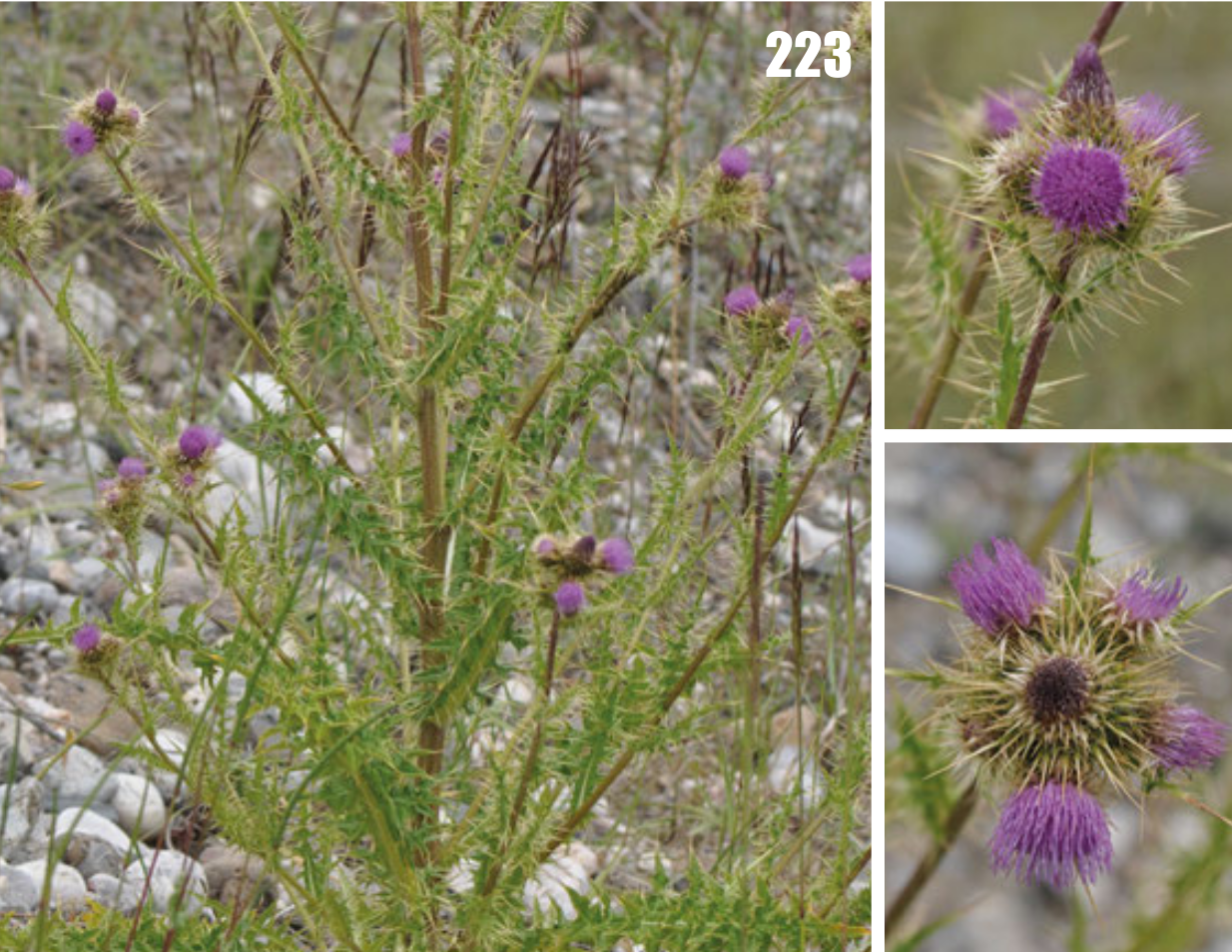 Cirsium badakhschanicum