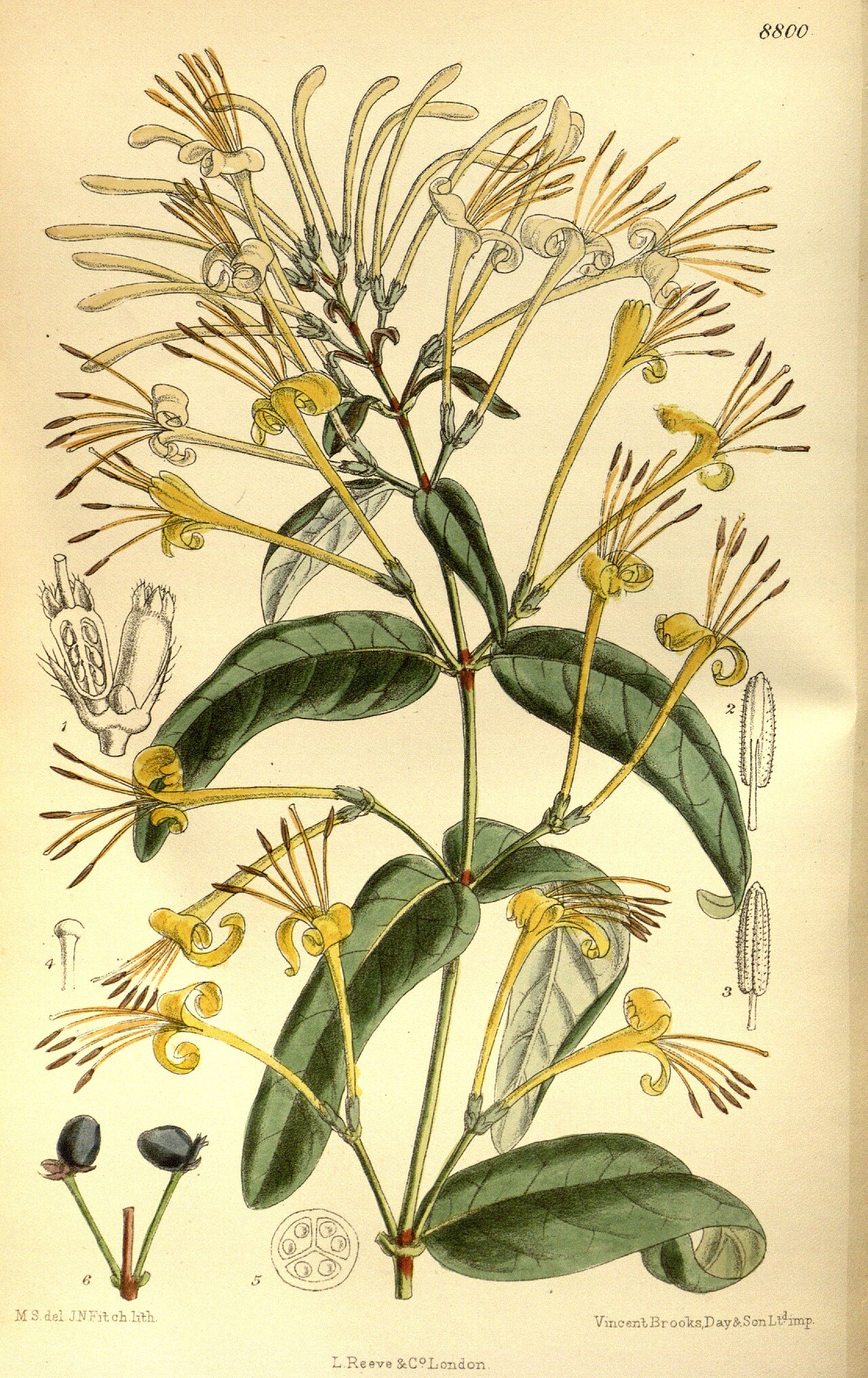 Lonicera macrantha