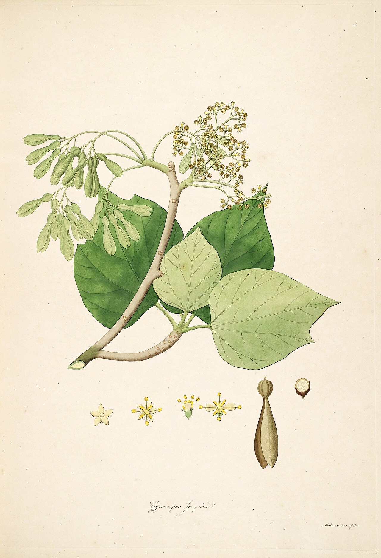 Gyrocarpus americanus