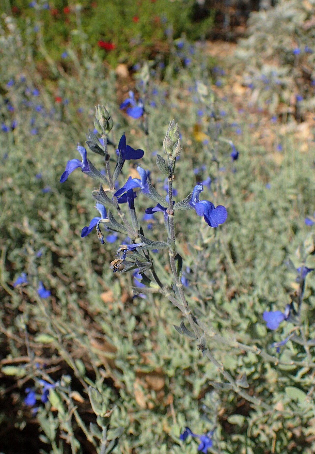 Salvia chamaedryoides