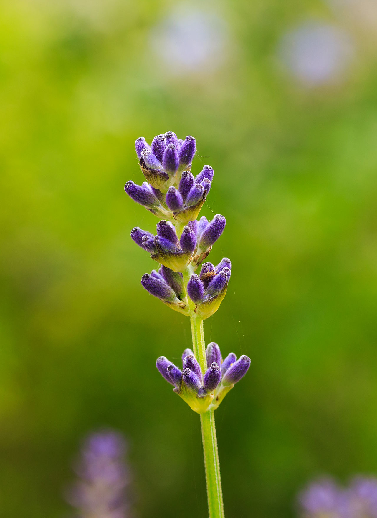 Broadleaved lavender