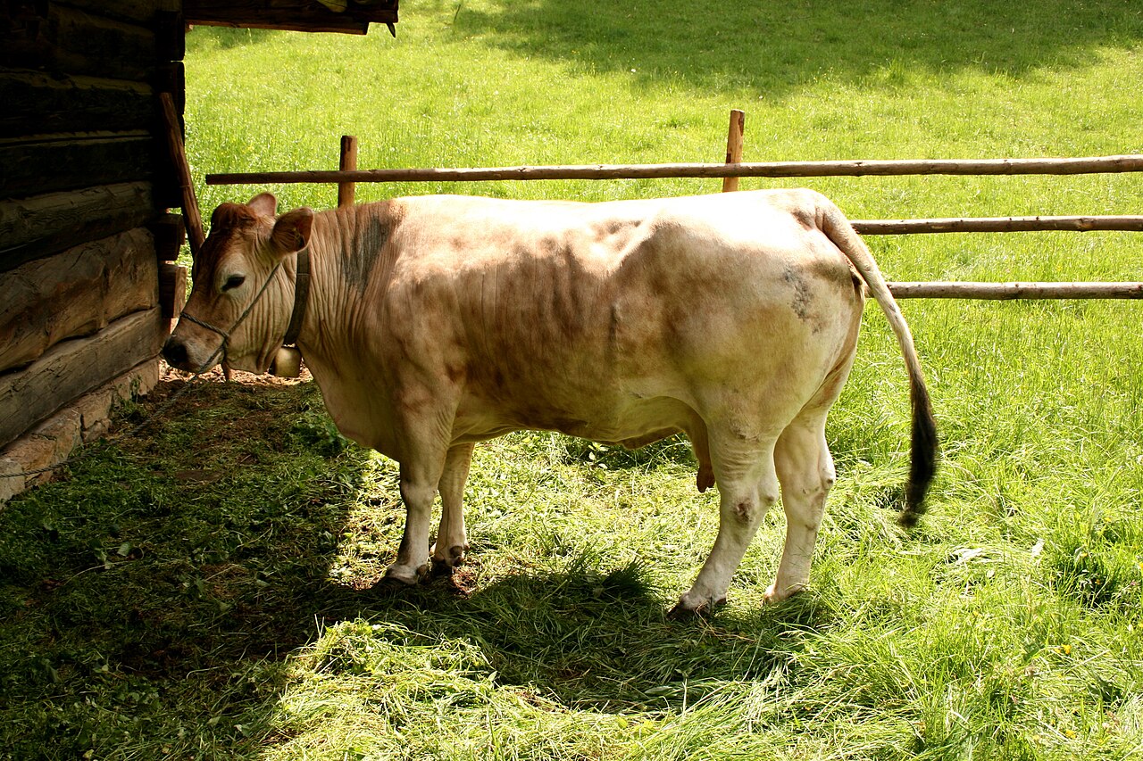 Murboden Cattle