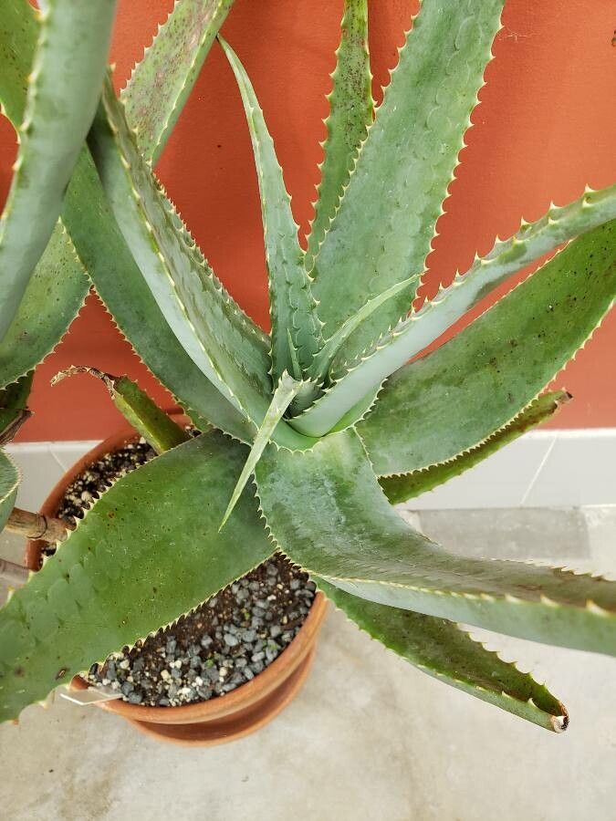Witchdoctor's aloe