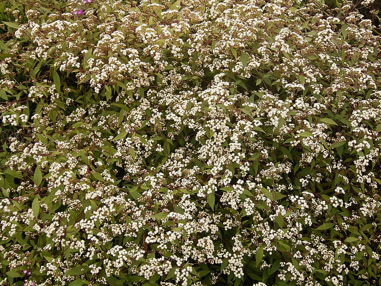 Eupatorium riparium