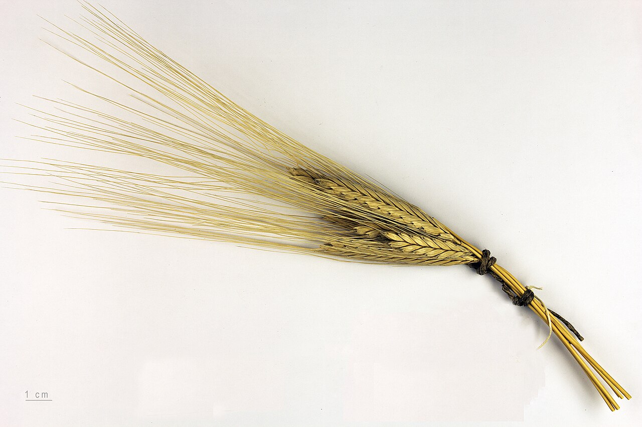 Einkorn