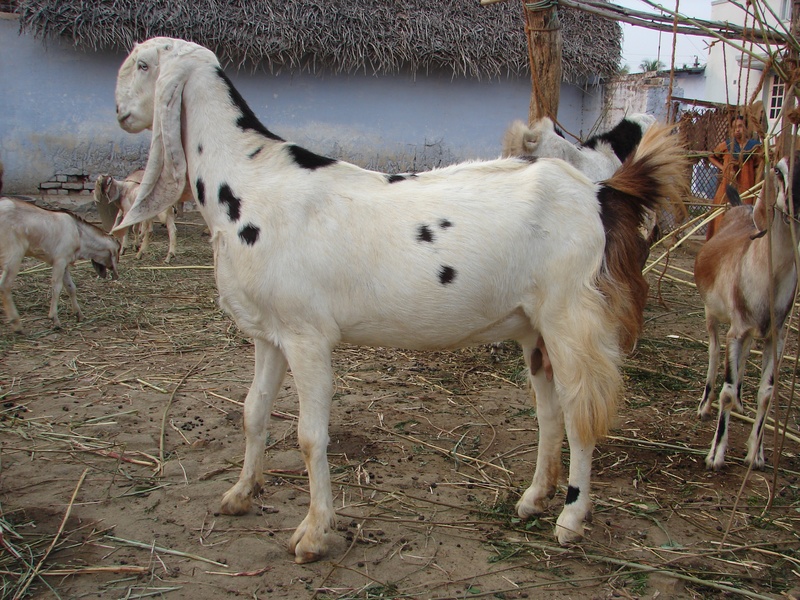 Sojat goat