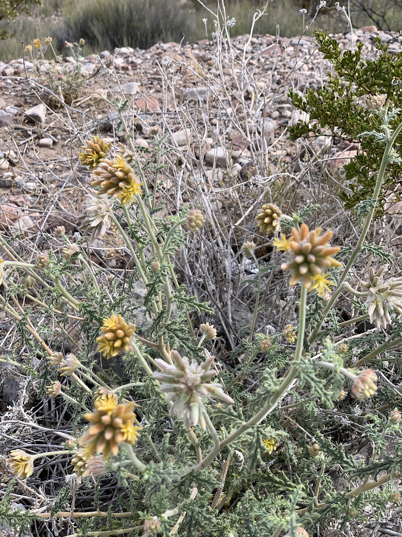 Cevallia sinuata