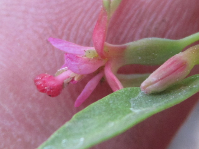 Fuchsia lycioides