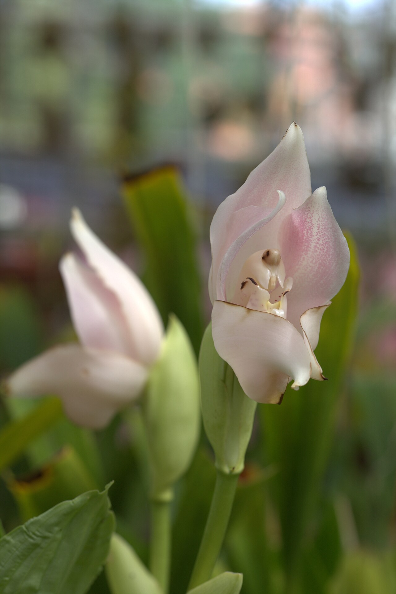 Swaddled babies orchid
