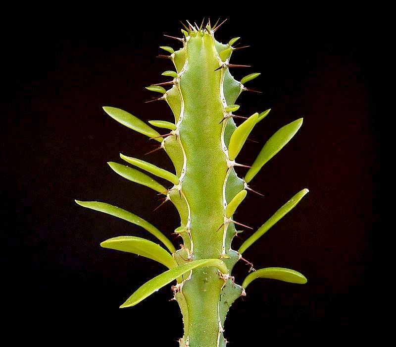 Euphorbia memoralis