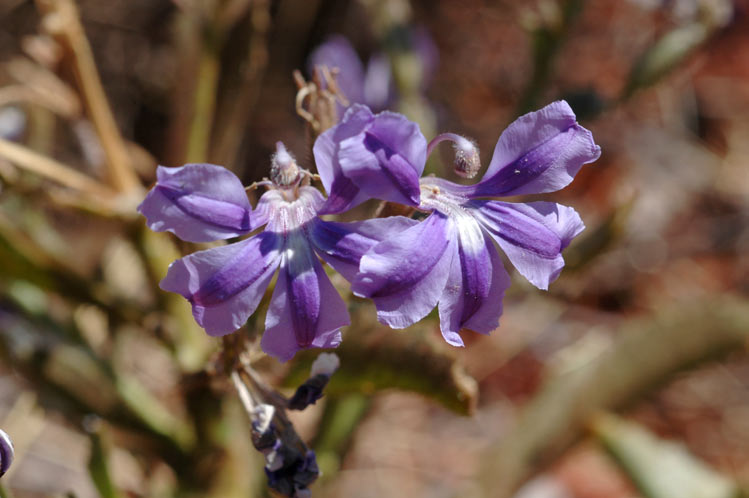 Goodenia stobbsiana