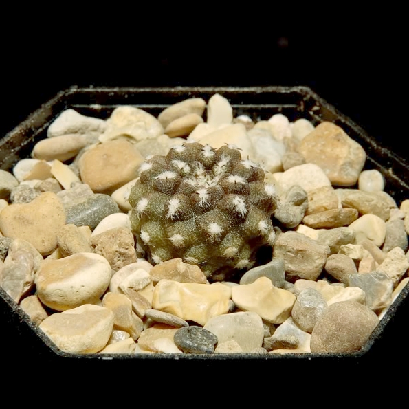 Eriosyce tenebrica