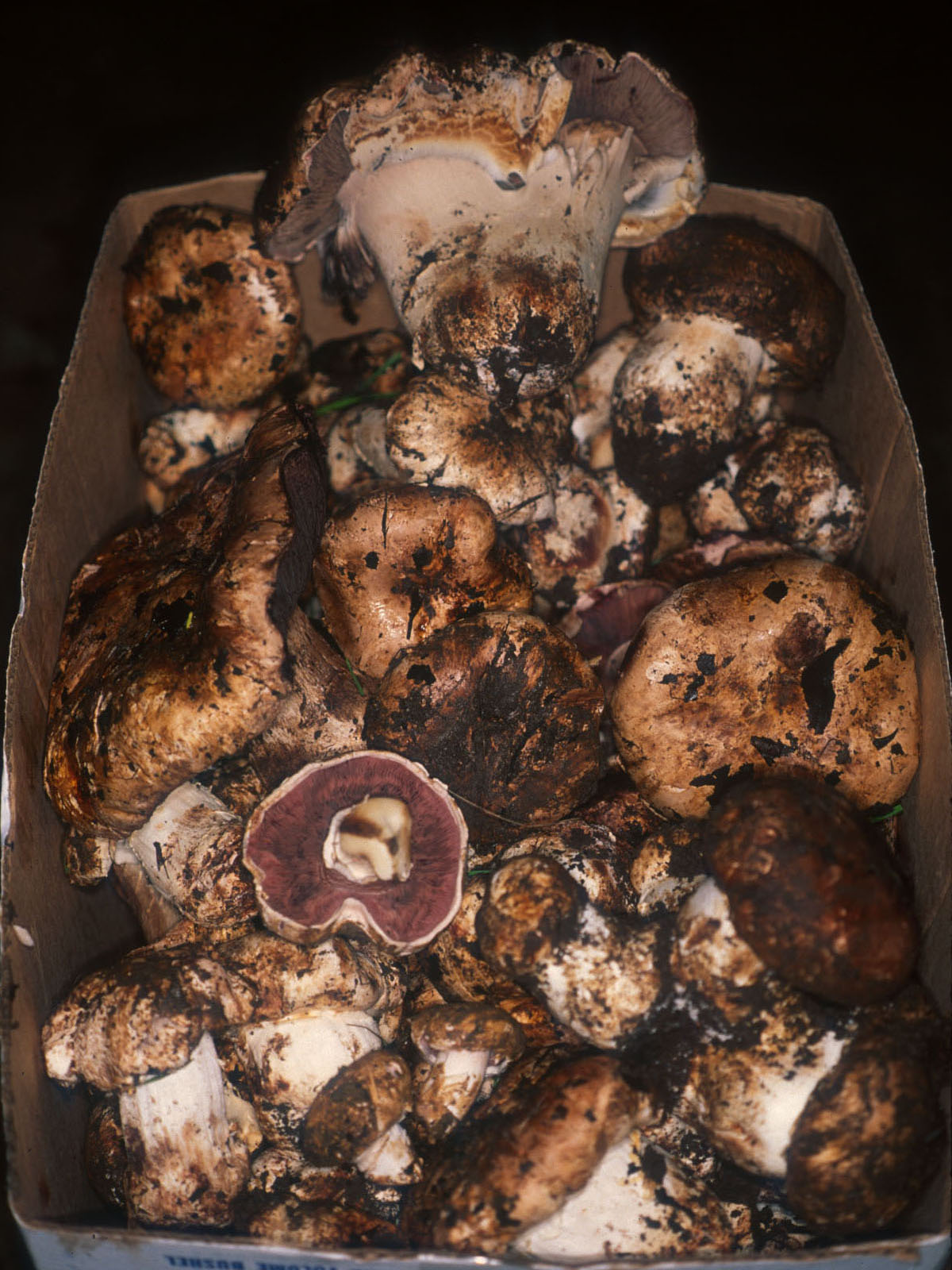 Cypress Agaricus or the giant cypress ag