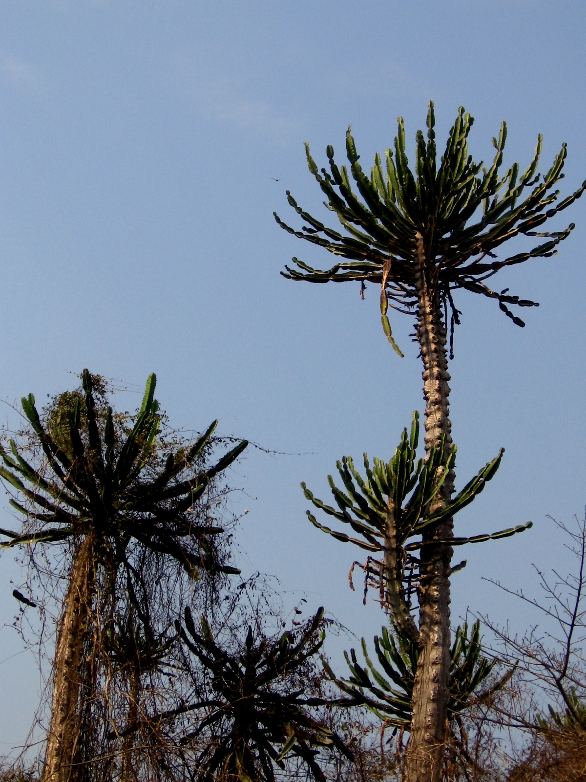 Euphorbia candelabrum