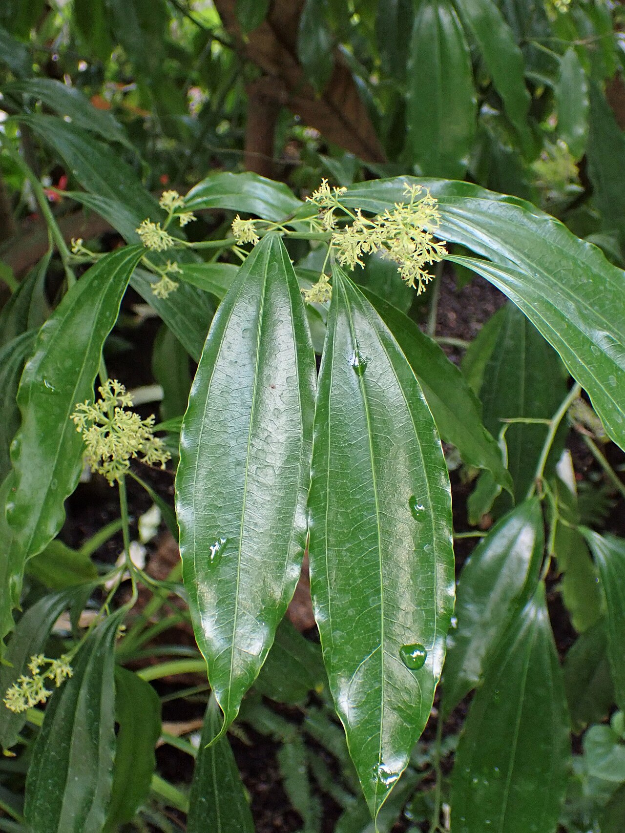 Cocculus laurifolius