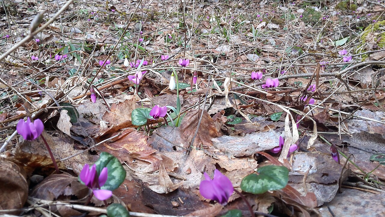 Galanthus alpinus