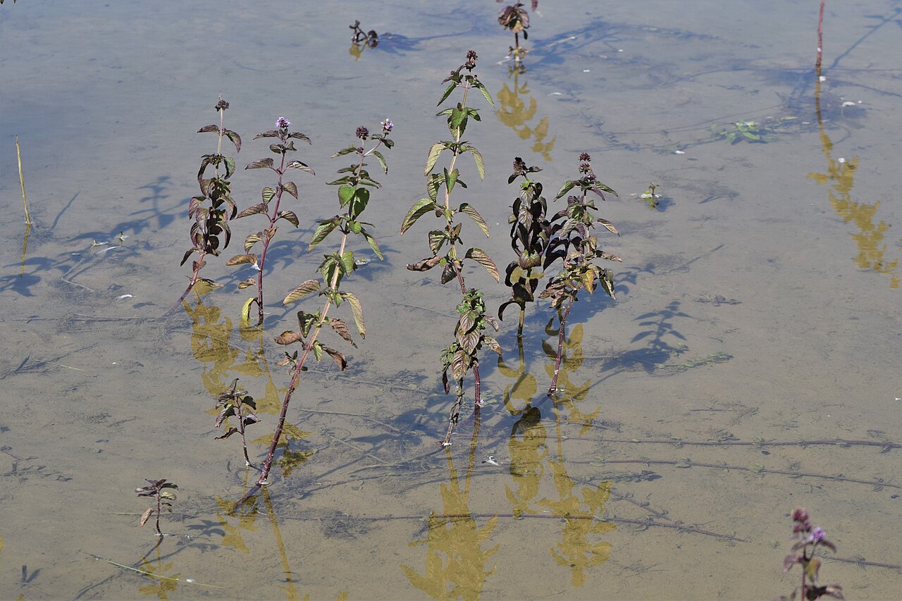 Mentha aquatica