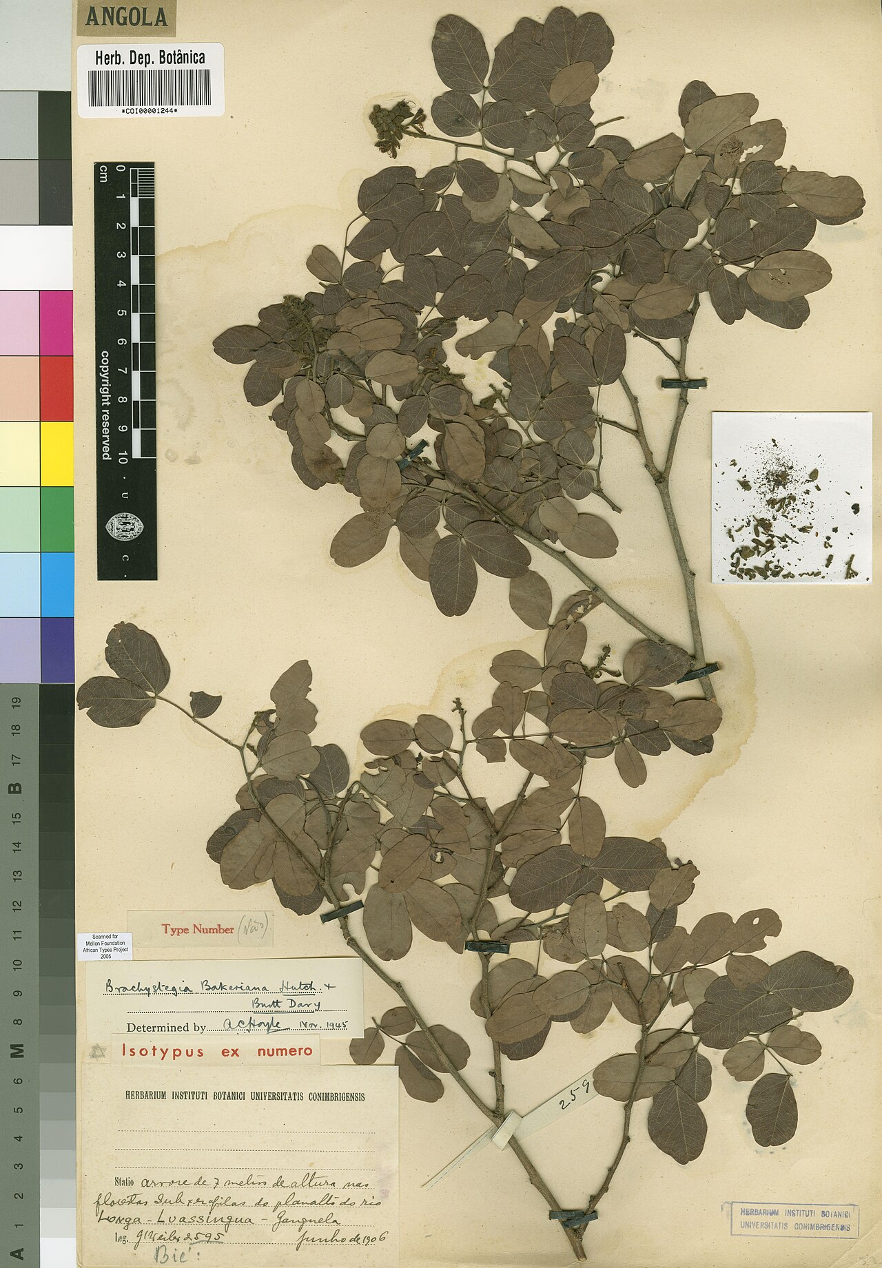 Brachystegia bakeriana