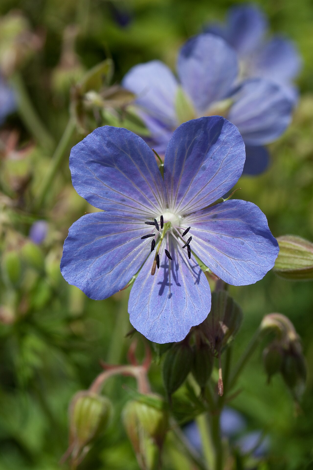 Geranium pratense