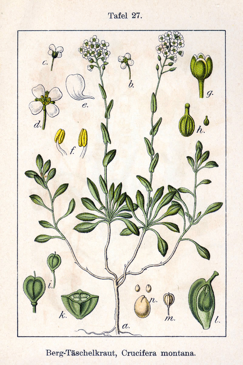 Thlaspi montanum