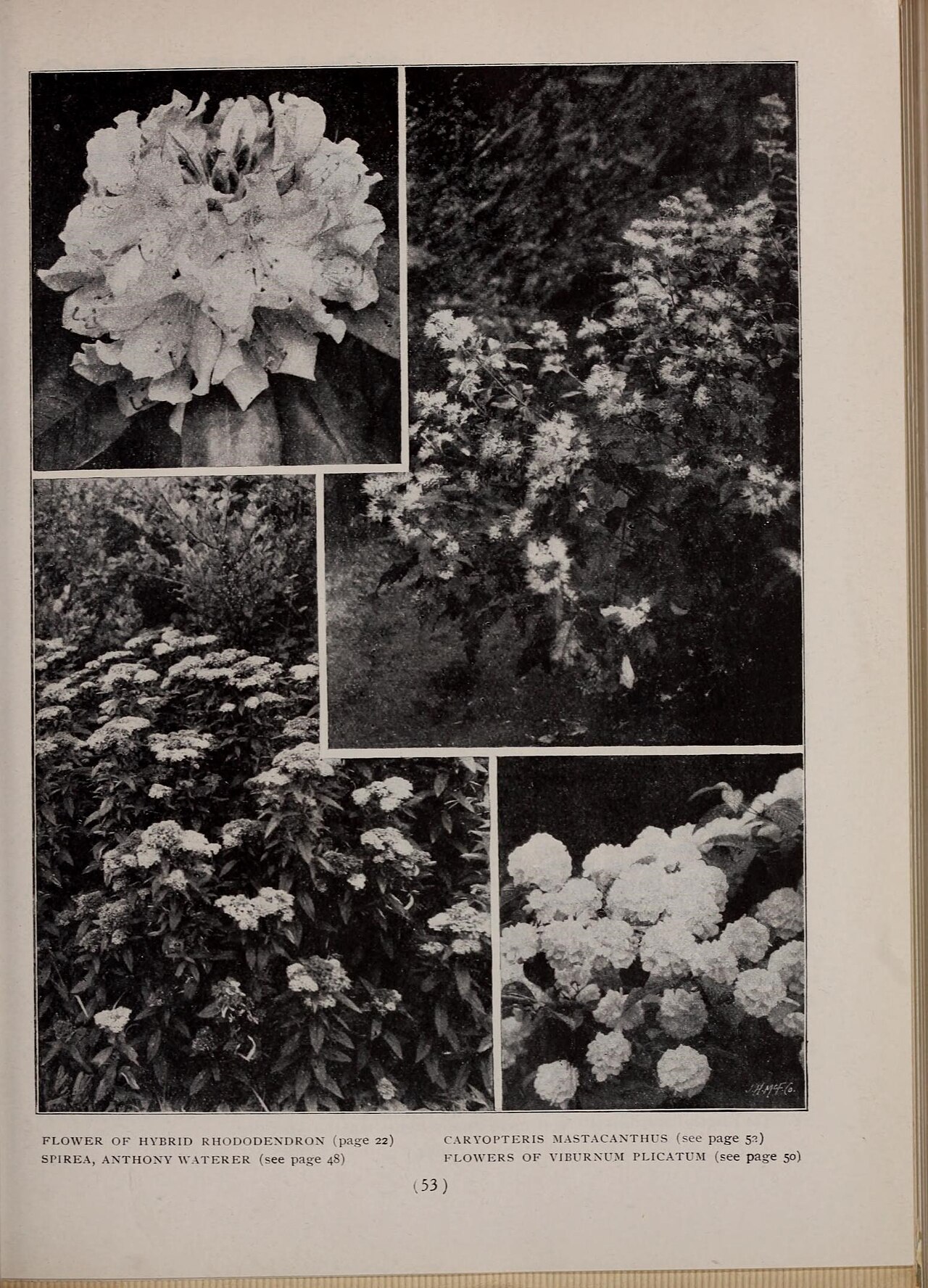 Callicarpa longipes
