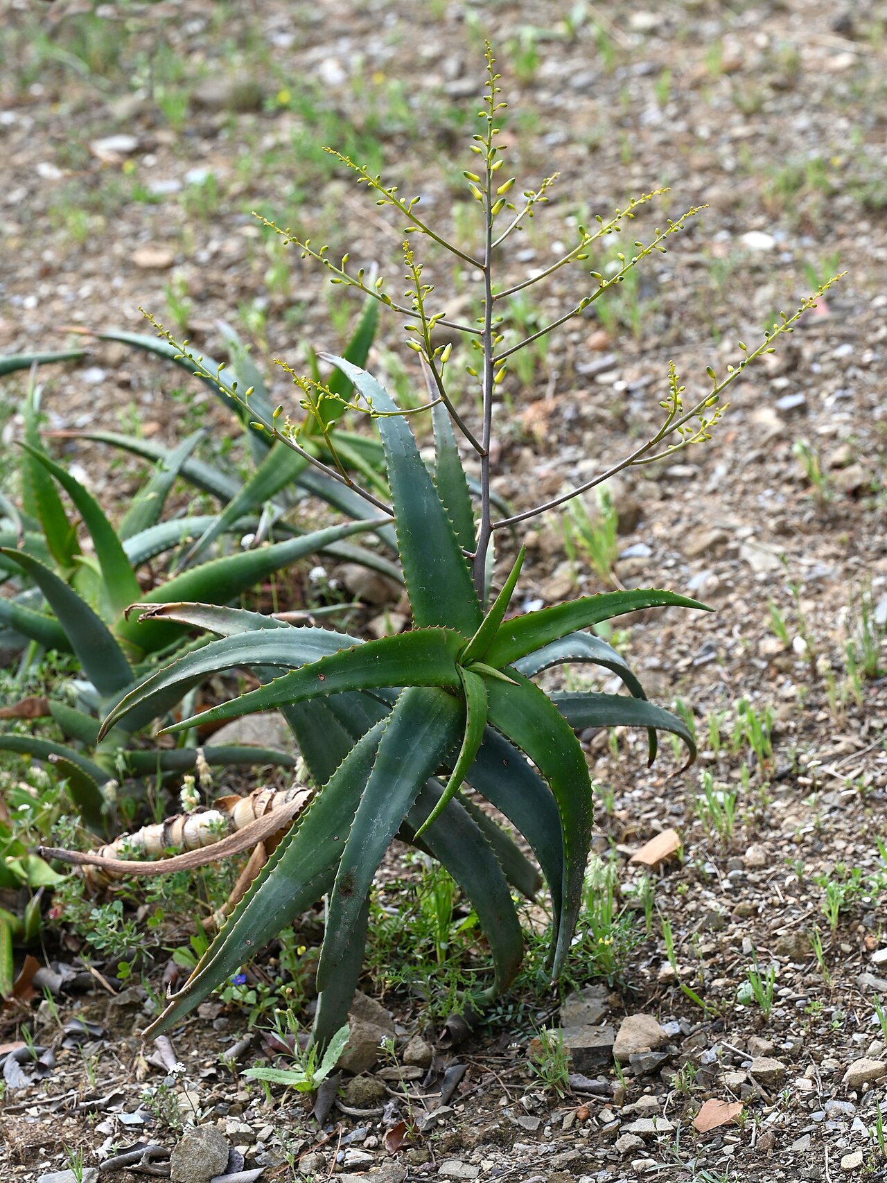 Aloe clarkei