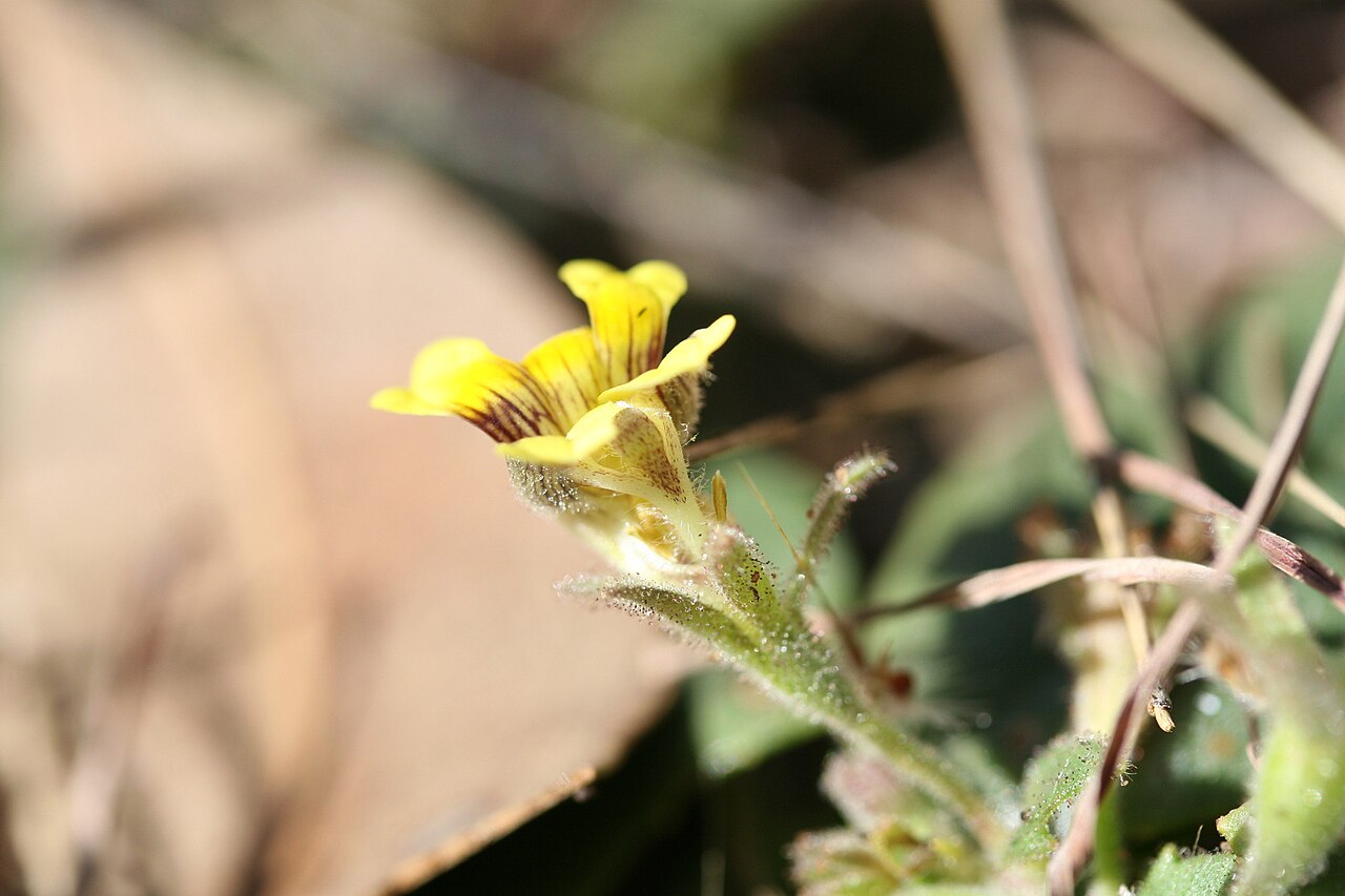Goodenia heppleana