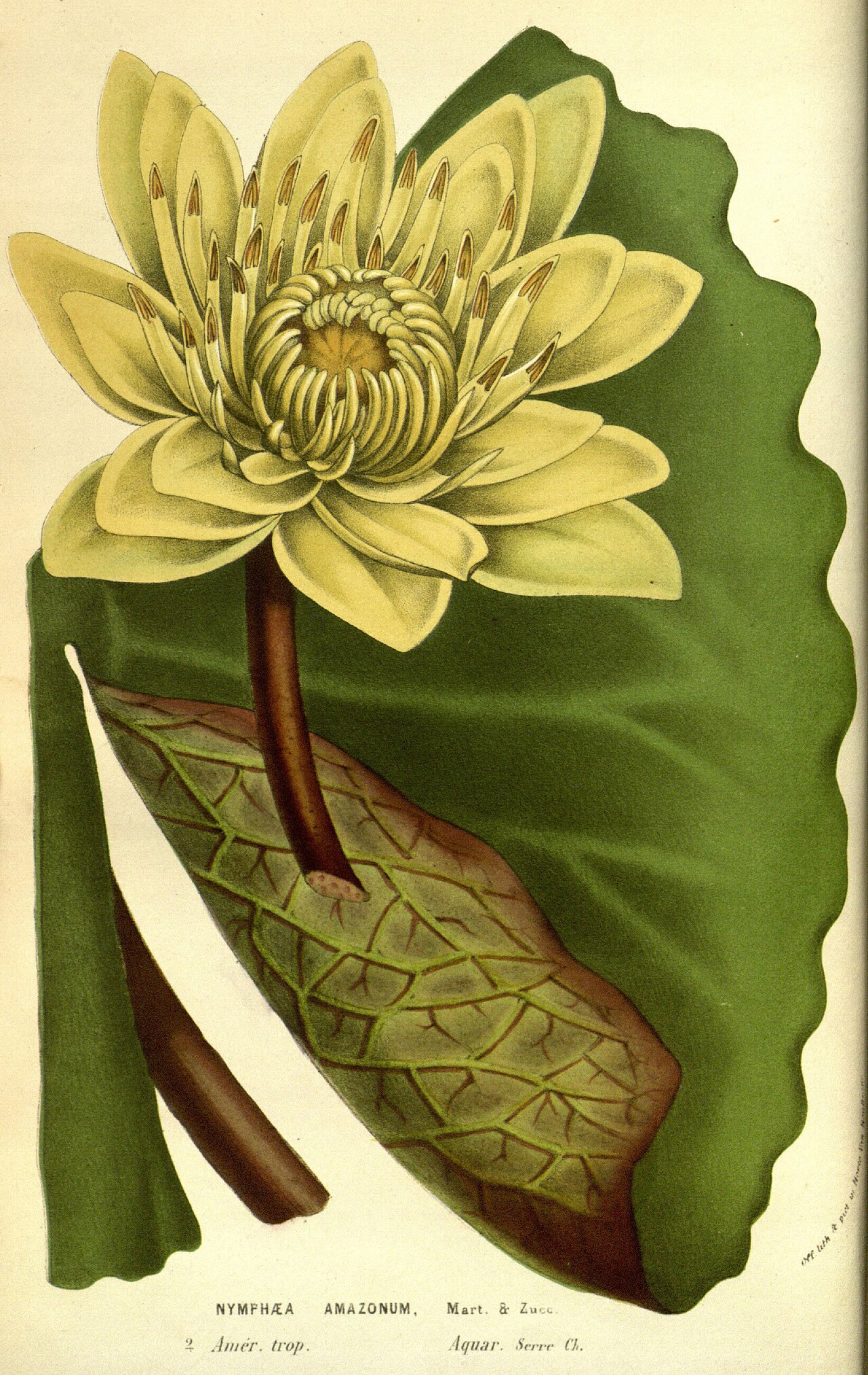 Nymphaea amazonum