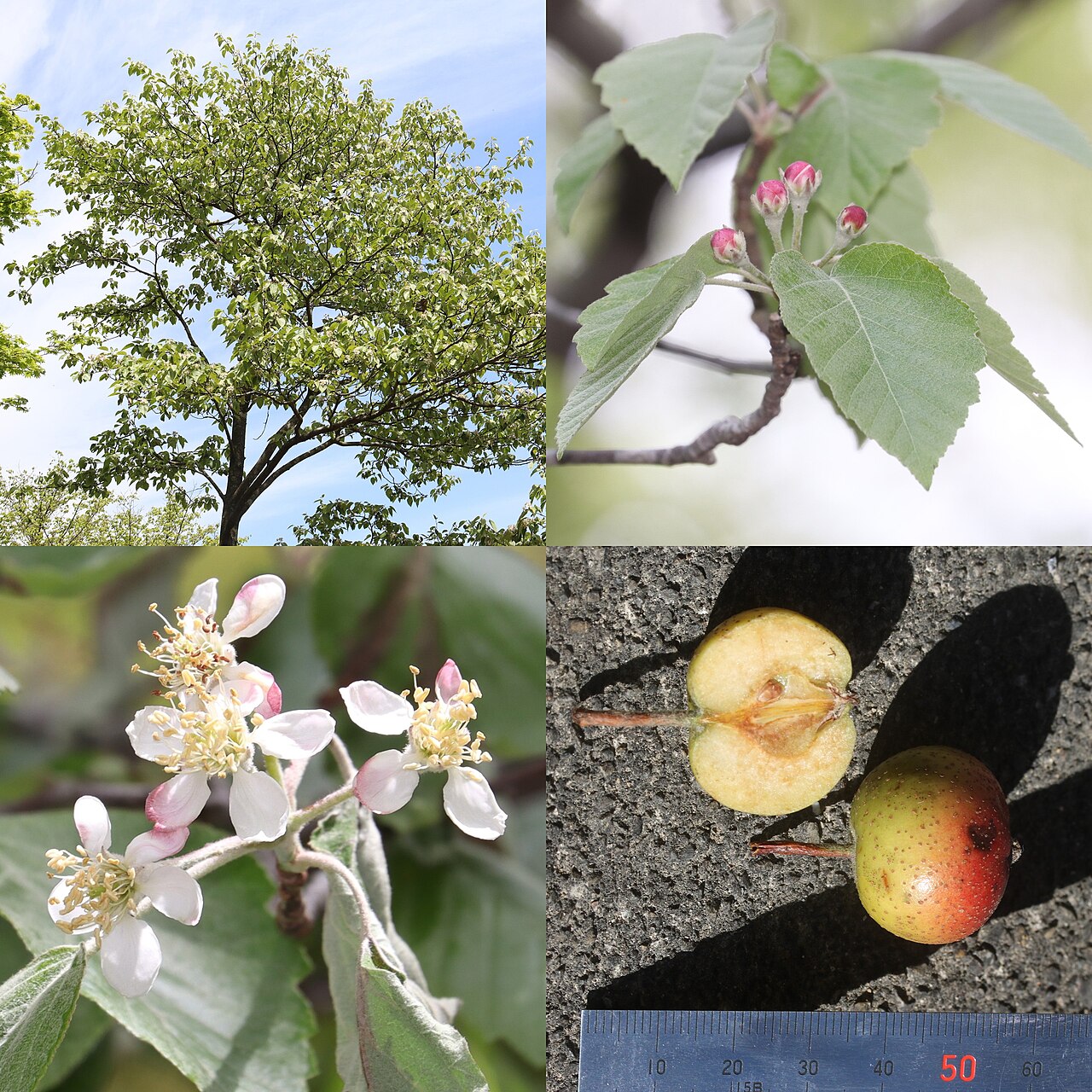 Malus tschonoskii