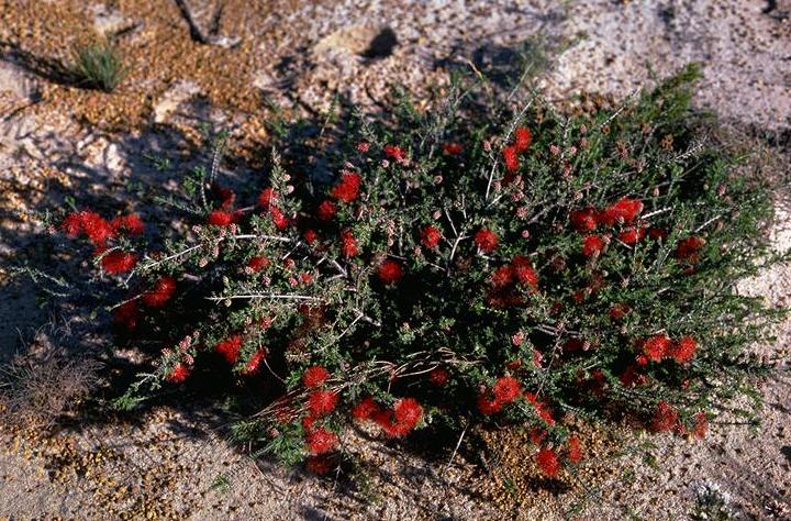 Melaleuca glumacea