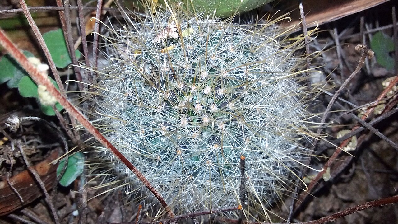 Mammillaria leucantha
