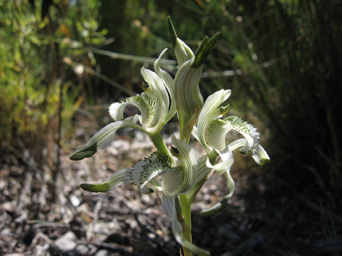 Chloraea volkmannii