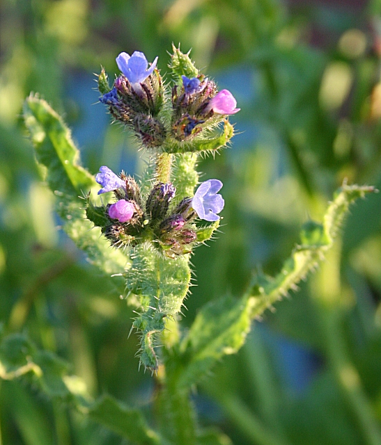 Anchusa arvensis