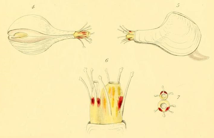 Cuspidaria cuspidata