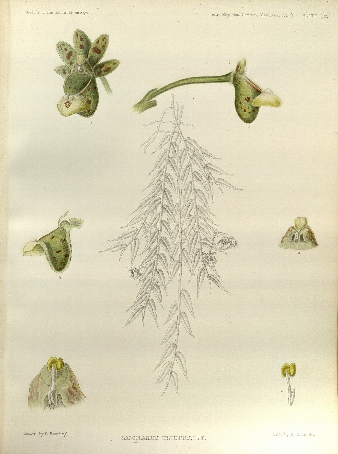 Gastrochilus distichus
