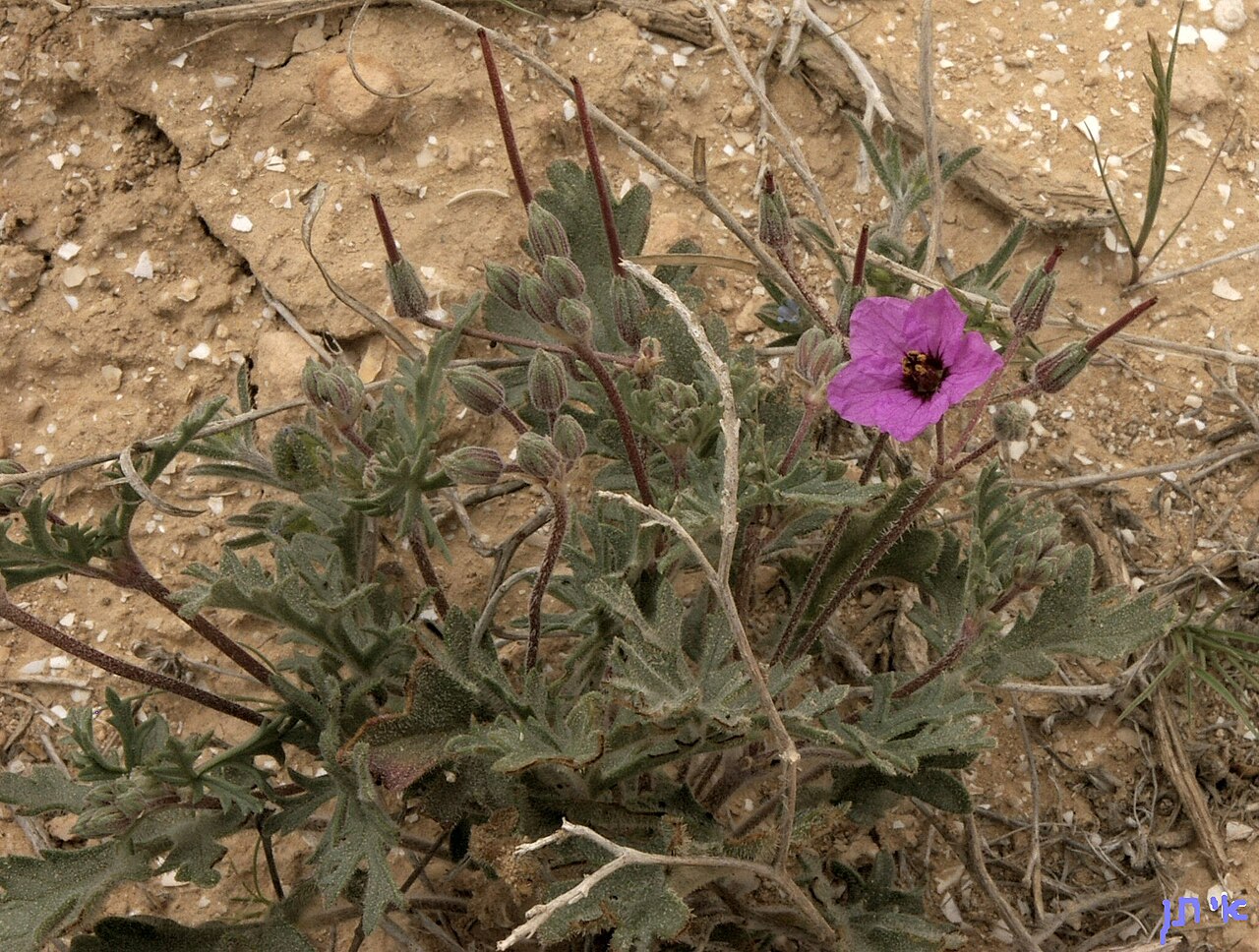 Erodium crassifolium