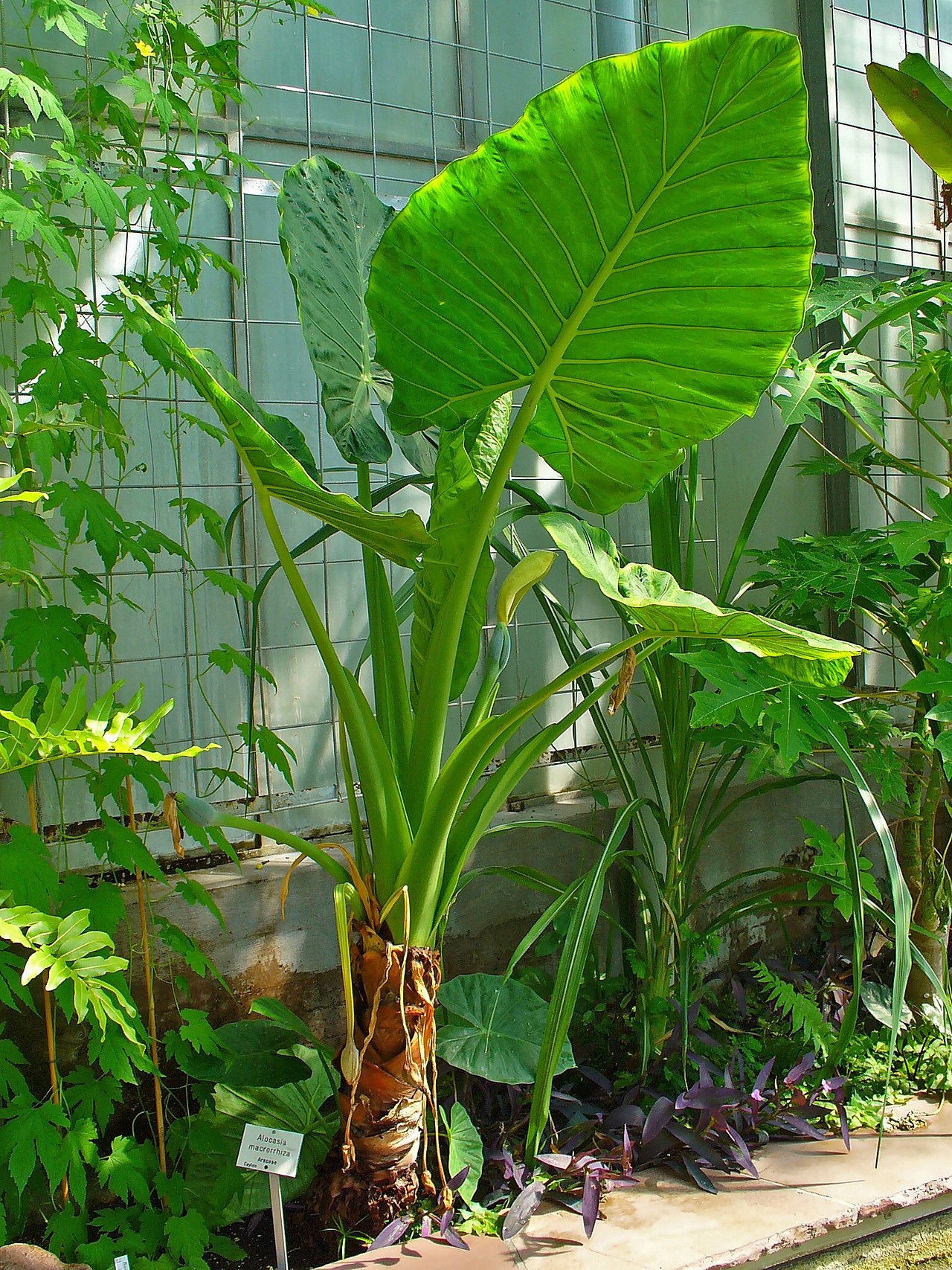 Alocasia macrorrhizos