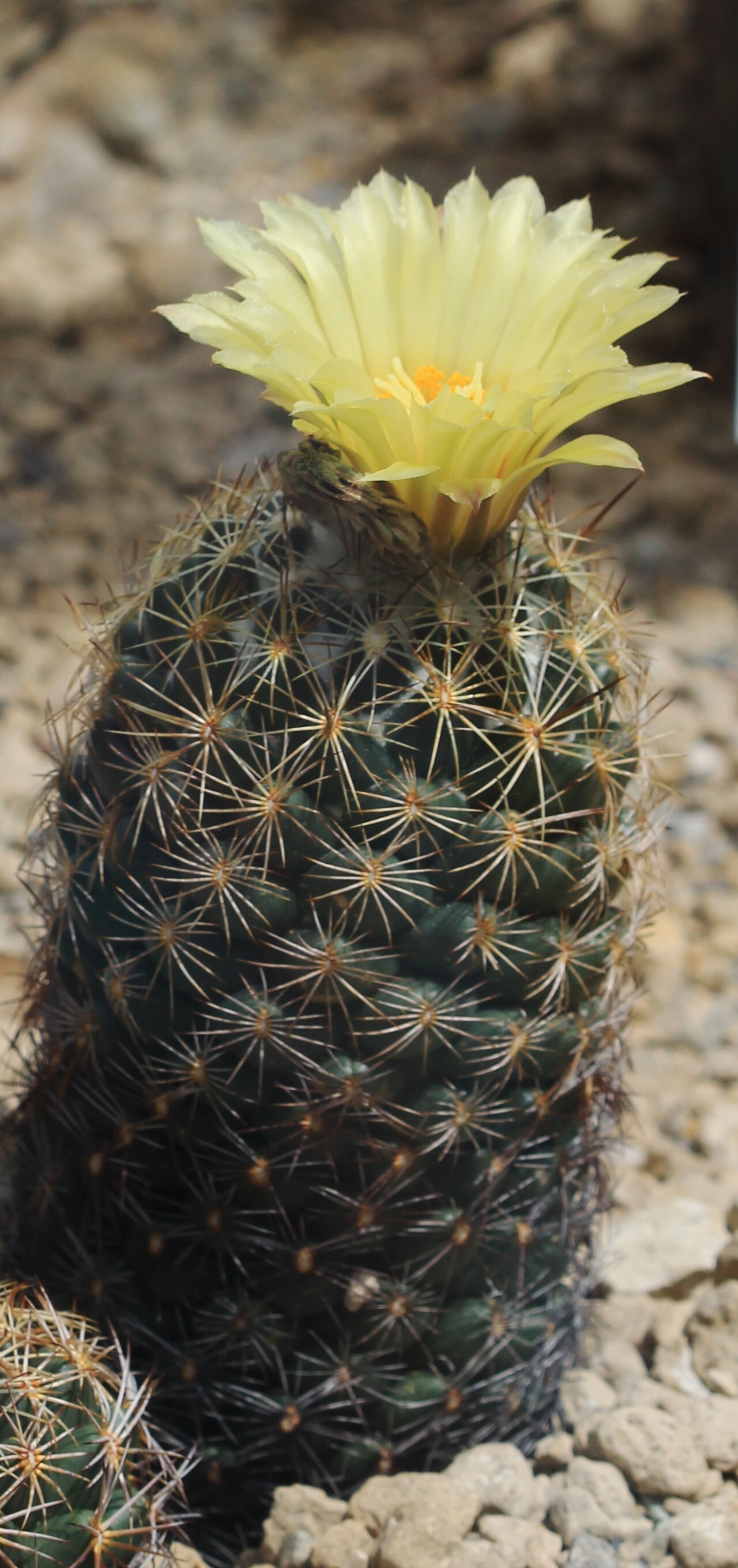 Coryphantha cornifera