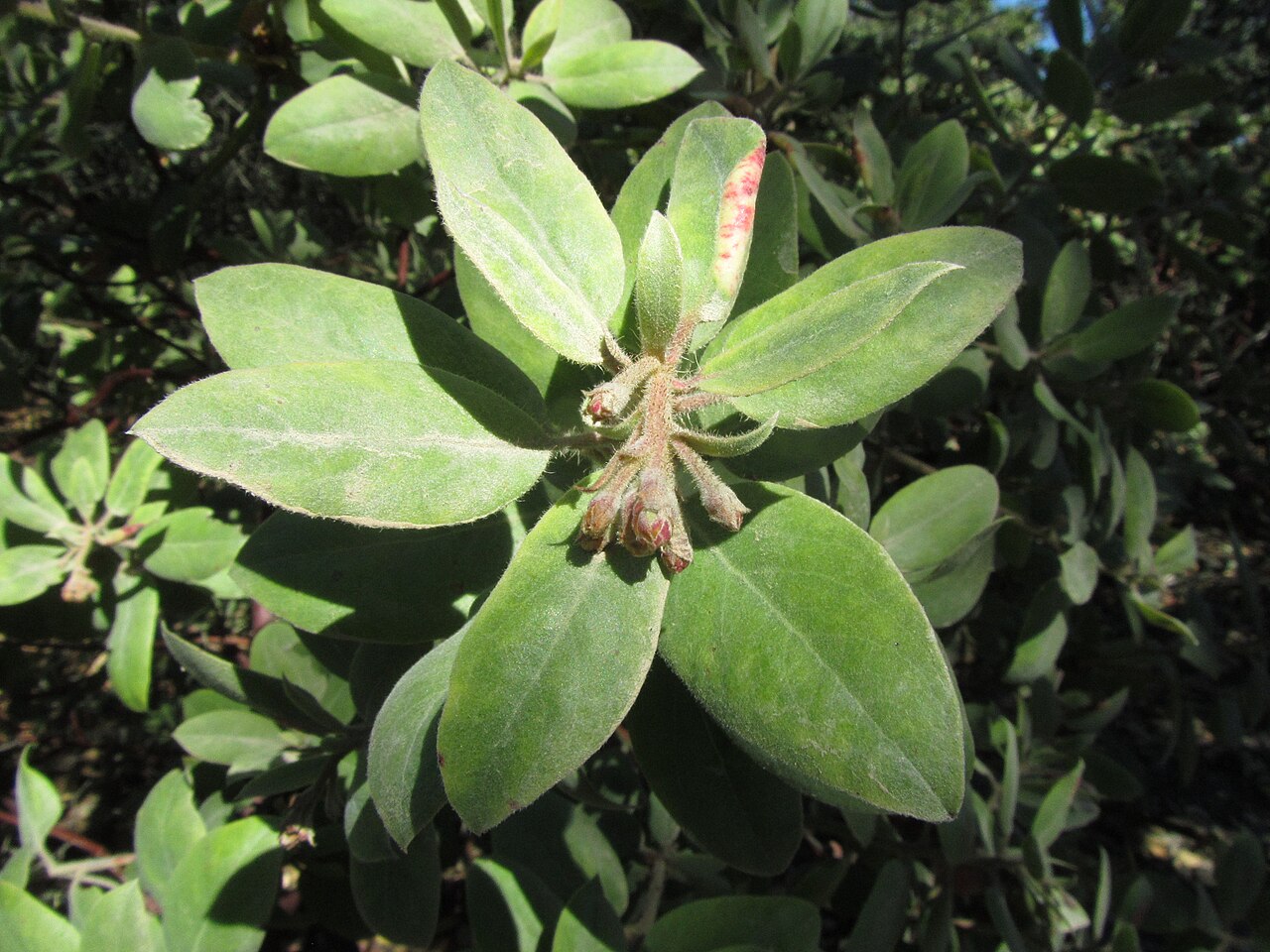 Arctostaphylos glandulosa