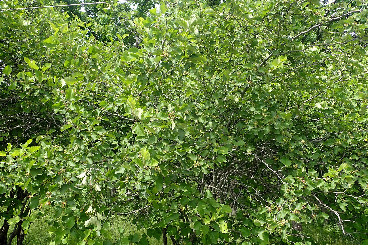 Crataegus macracantha