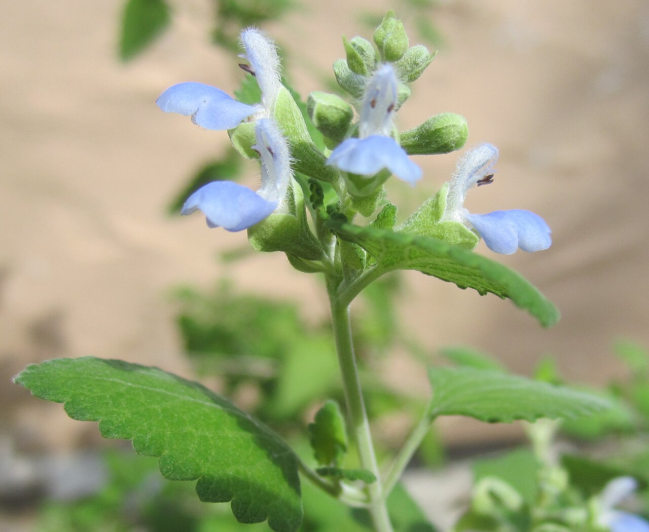 Salvia ballotiflora