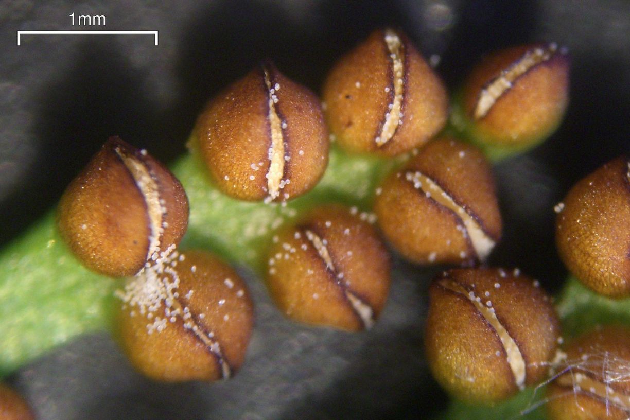 Botrychium pinnatum