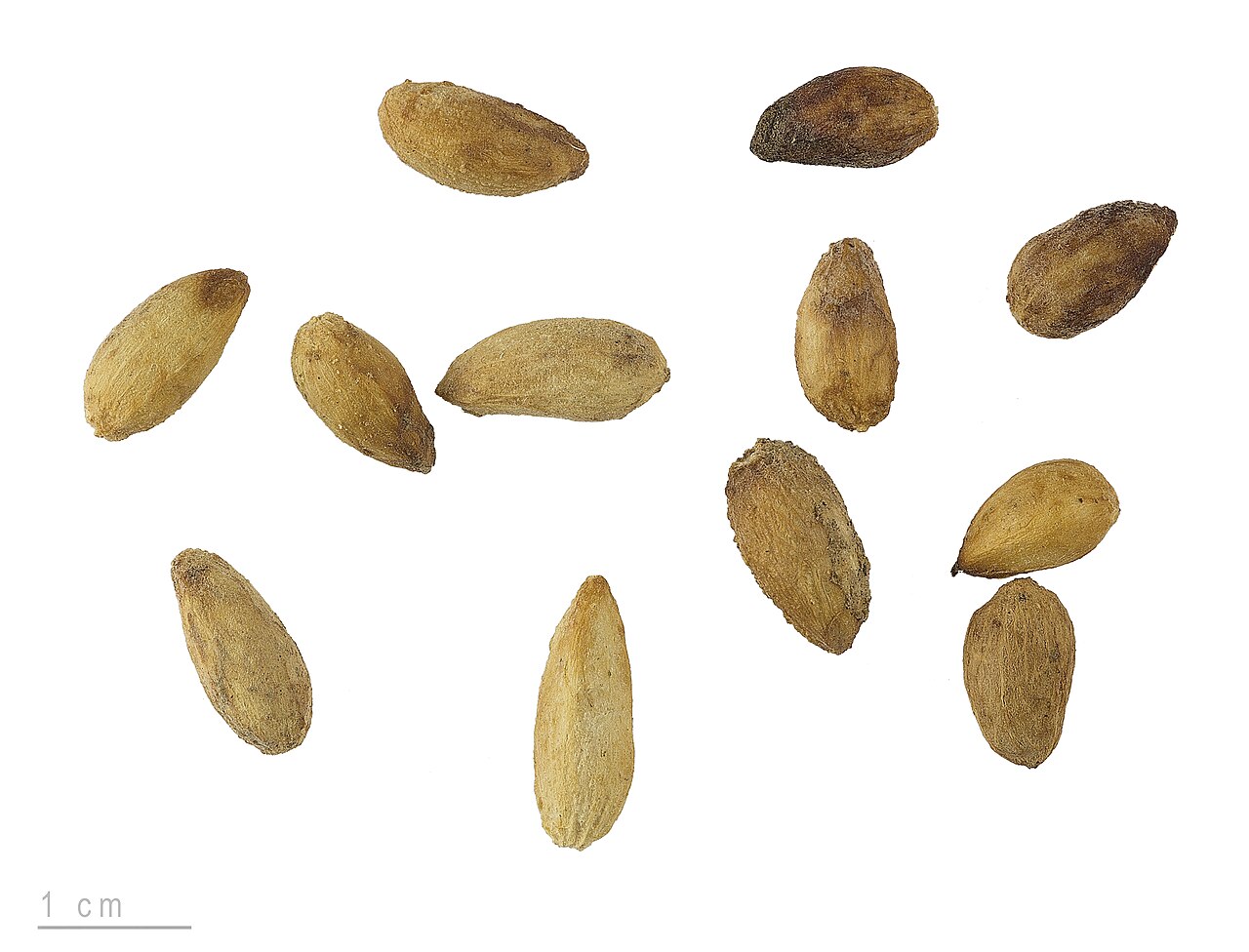 Neem