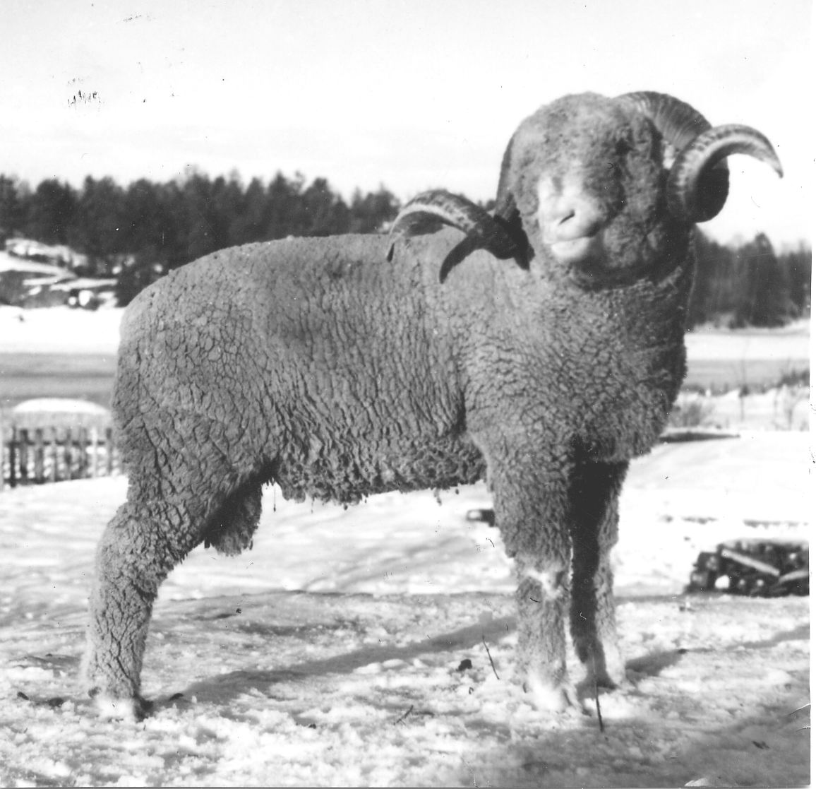 Tautersheep