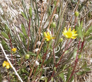 Grindelia fraxinipratensis