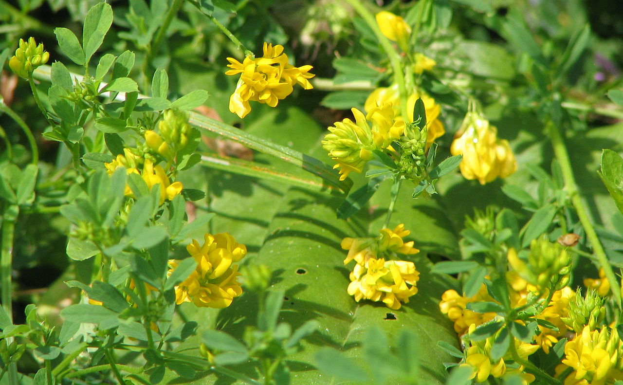 Medicago falcata
