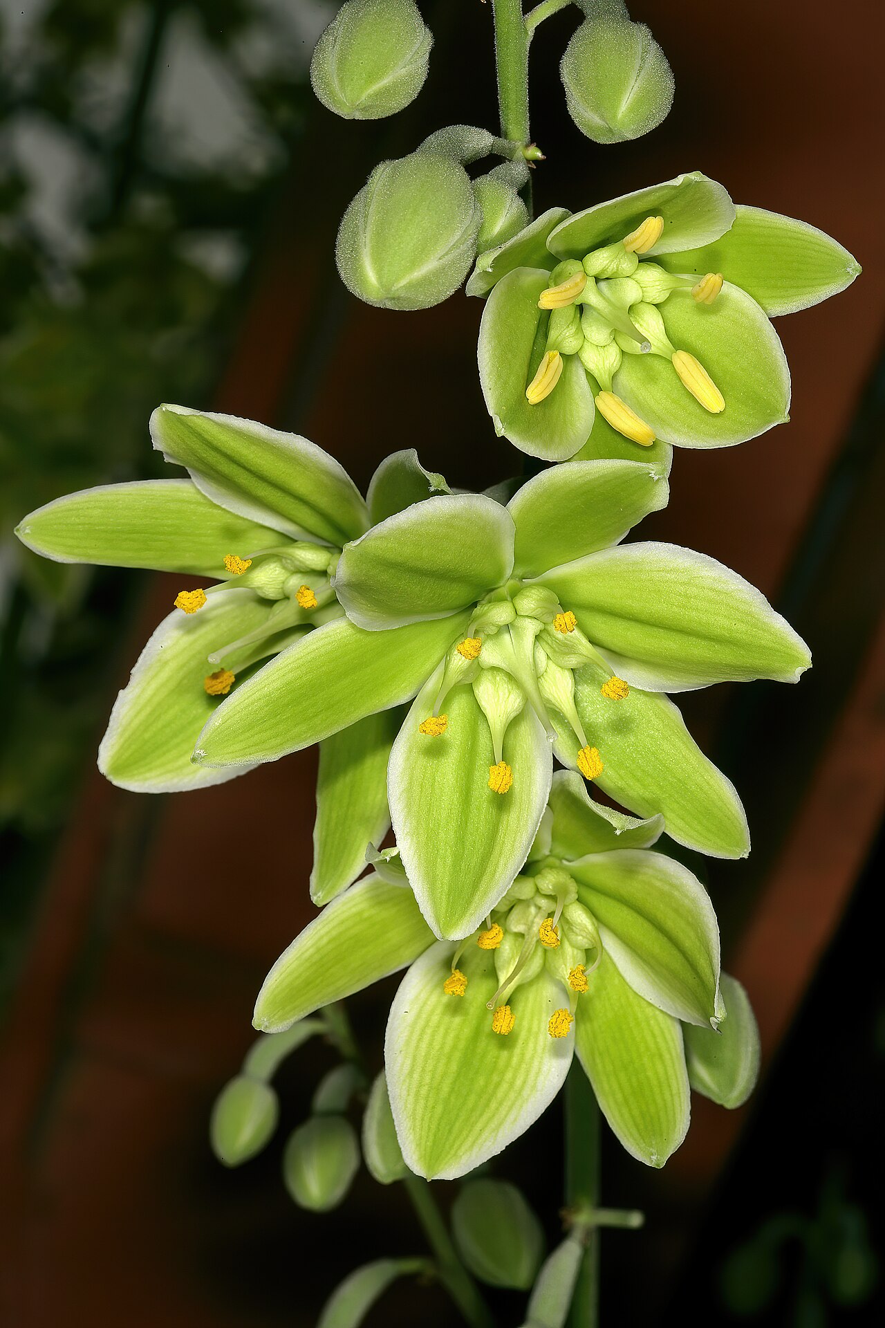 Furcraea hexapetala