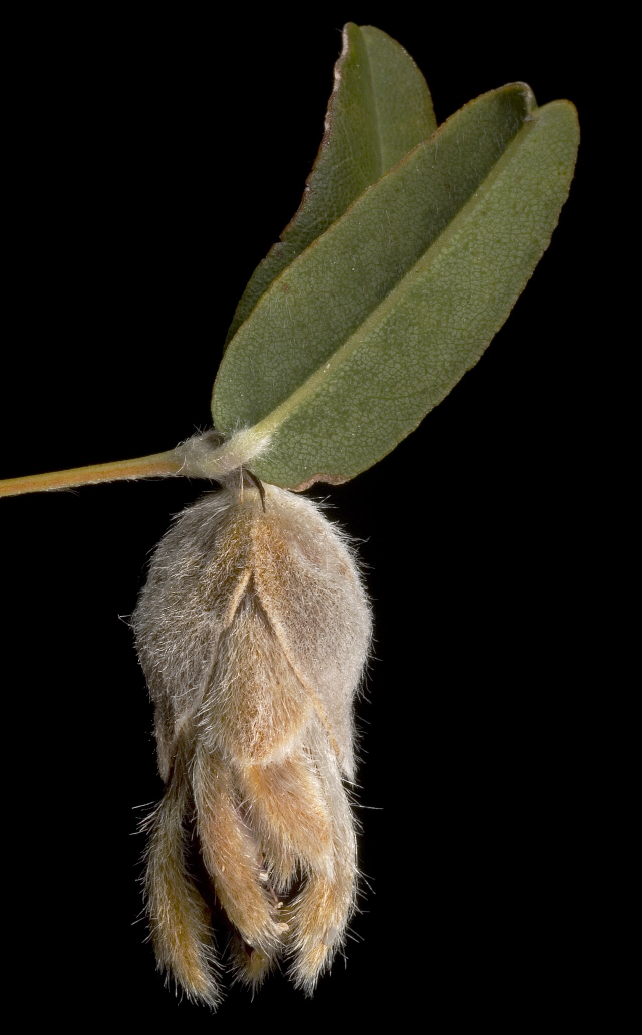 Gastrolobium formosum